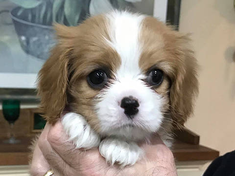 Cavalier Puppy