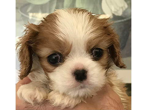 Cavalier Puppy