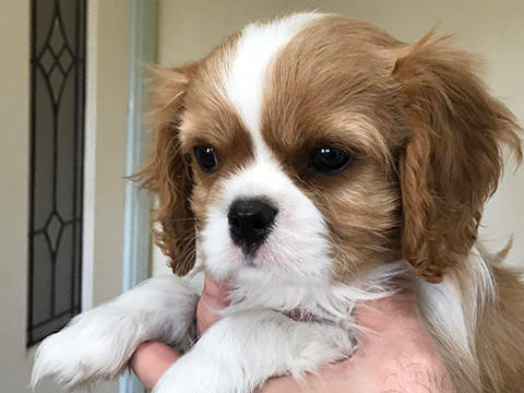 Cavalier Puppy