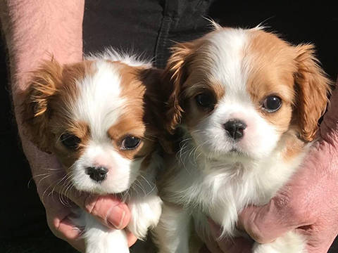 Cavalier Puppy