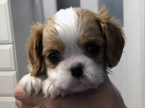 Cavalier Puppy