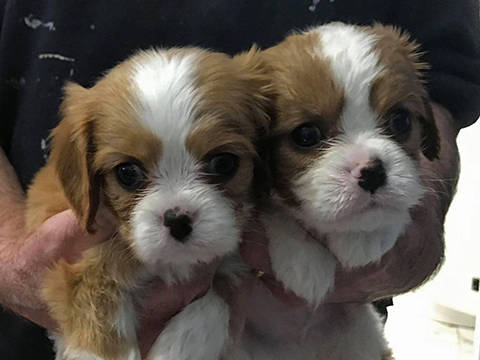 Cavalier Puppy