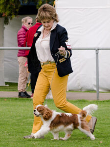 CABROOK COCKNEY CLASSIC ( Sem) - "Jacob"