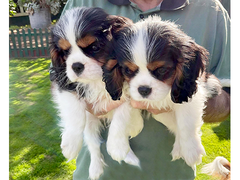 Cavalier Puppy