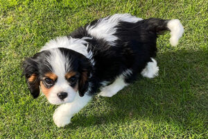 Olivia - Cabrook Xanadu