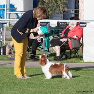 Cabrook Cockney Classic - "Jacob"