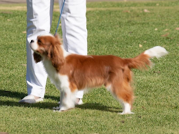 CABROOK COCKNEY CLASSIC ( Sem) - "Jacob"