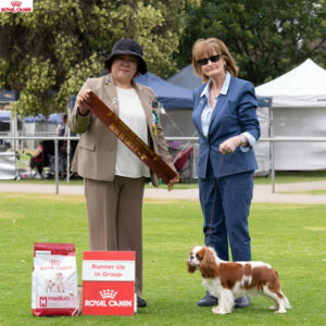 5/10/2025: Tia - AHKC Championship Show Best in Group 2nd Ms Ja-Wook Min (Korea)