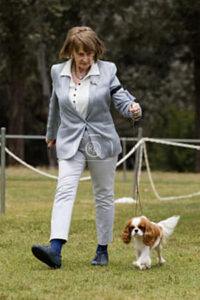 Canberra CKCS Club 2026 - “Tia” Cabrook Tequila Sunrise