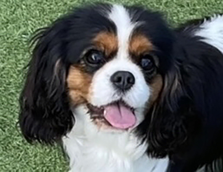 olivia2026 olivia2026